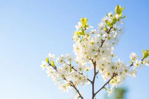 Flowers of the cherry blossoms on a spring 스톡 사진