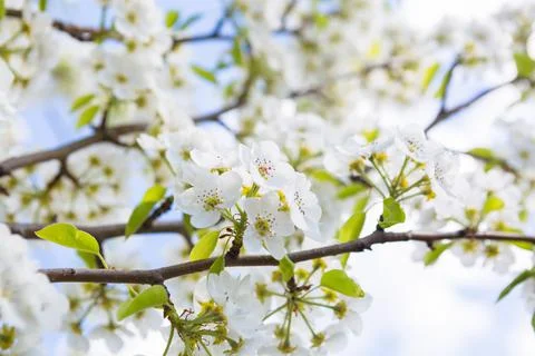 Flowers of the cherry blossoms on a spring Stock-Fotos