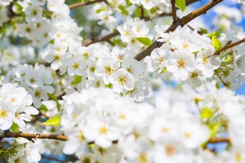 Flowers of the cherry blossoms on a spring Stock Photos