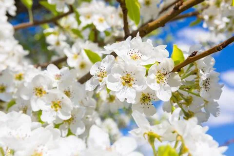 Flowers of the cherry blossoms on a spring 스톡 사진