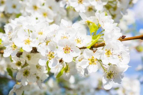 Flowers of the cherry blossoms on a spring 스톡 사진