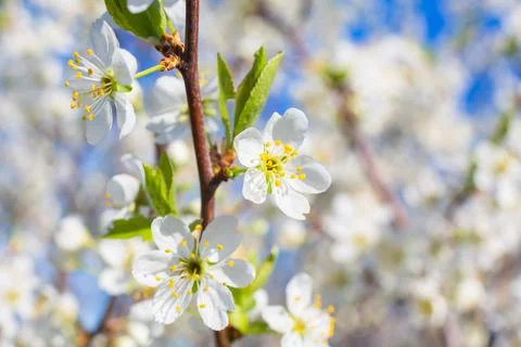 Flowers of the cherry blossoms on a spring Foto stock