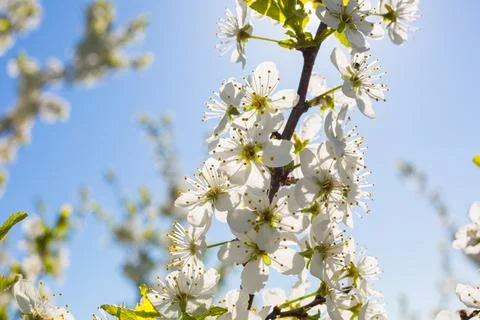 Flowers of the cherry blossoms on a spring 스톡 사진