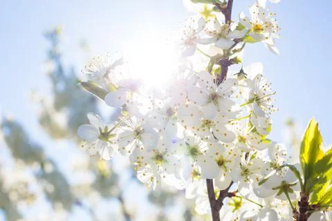 Flowers of the cherry blossoms on a spring 스톡 사진