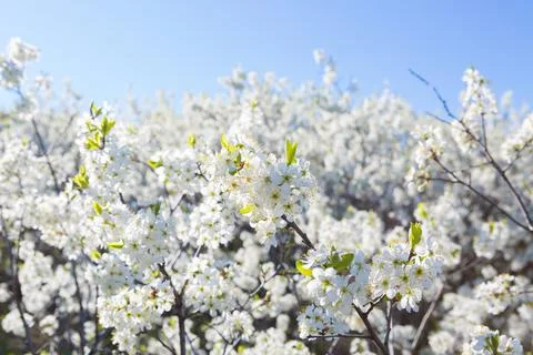 Flowers of the cherry blossoms on a spring Stock-Fotos