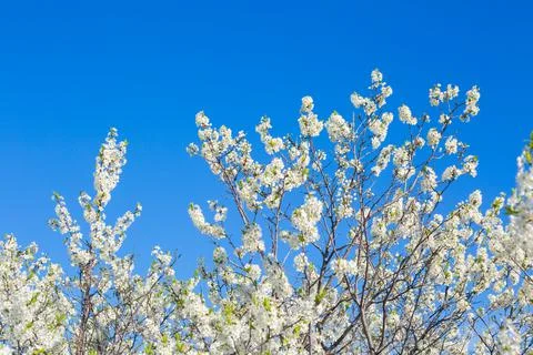 Flowers of the cherry blossoms on a spring Stock Photos