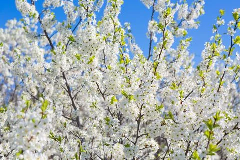 Flowers of the cherry blossoms on a spring Stock Photos