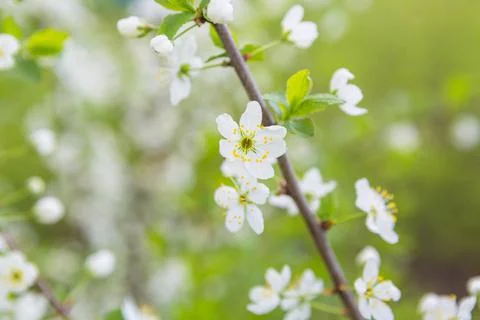 Flowers of the cherry blossoms on a spring 스톡 사진