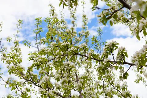 Flowers of the cherry blossoms on a spring Stock Photos