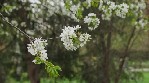 Flowers on cherry branches Stock Footage 180496271