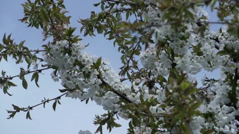 Flowers Of Cherry Cherry blossom tree under clear blue sky in spring Stock Footage 153721031