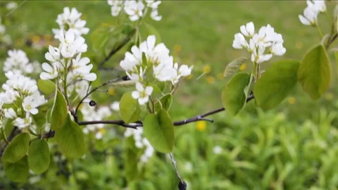 Flowers cherry close up. On the background of grass and snow falling, day, sprin Stock Footage 84429912