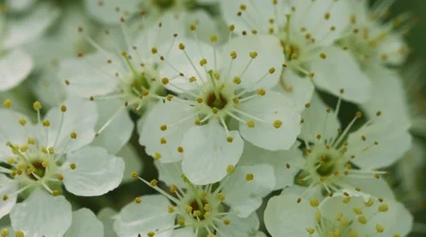 Flowers of cherry close-up 스톡 동영상 41846667