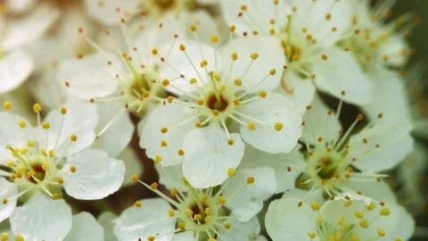 Flowers of cherry close-up Video stock 102642809