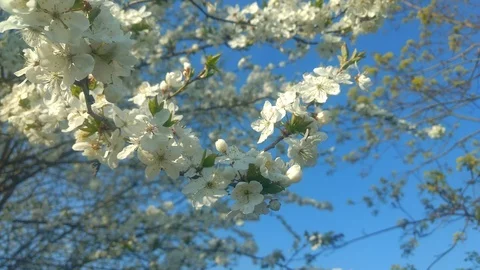 Flowers Cherry flowering. Stock Footage 111900404