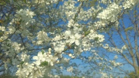 Flowers Cherry flowering. Stock Footage 111913062