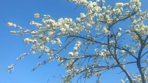 Flowers Cherry flowering. Stock Footage 111913114