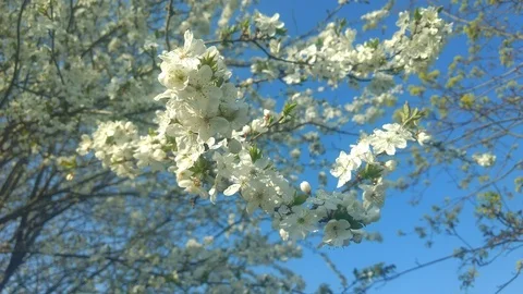 Flowers Cherry flowering. Stock Footage 111913145