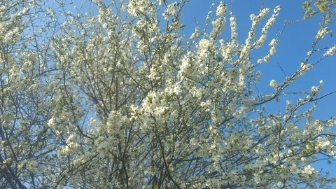 Flowers Cherry flowering. Stock Footage 111913231