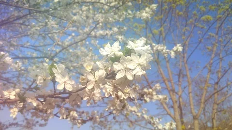 Flowers Cherry flowering. Stock Footage 111913249