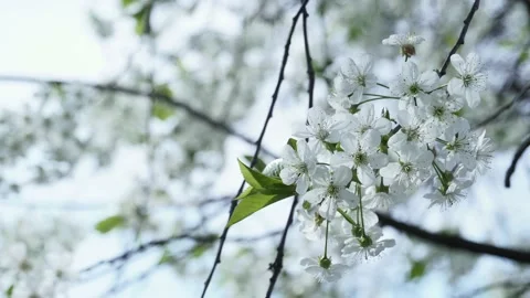 Flowers Of Cherry Gourgeous cherry trees in full blossom Stock Footage 153717292