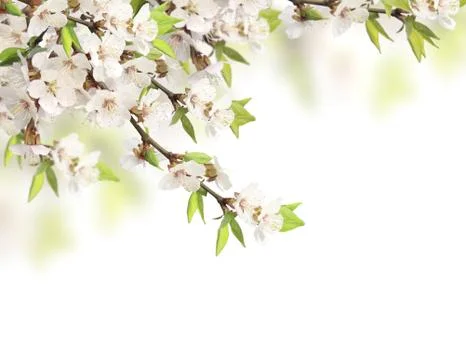 Flowers of cherry Stock Illustration