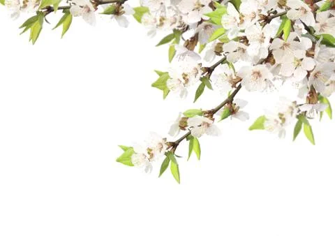 Flowers of cherry Stock Illustration