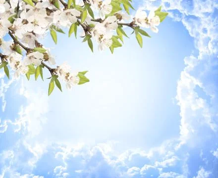 Flowers of cherry Stock Illustration