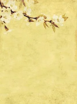 Flowers of cherry Stock Illustration