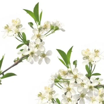 Flowers of cherry Stock Illustration