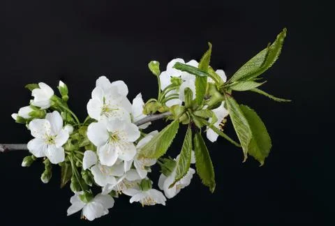 Flowers cherry Stock Photos