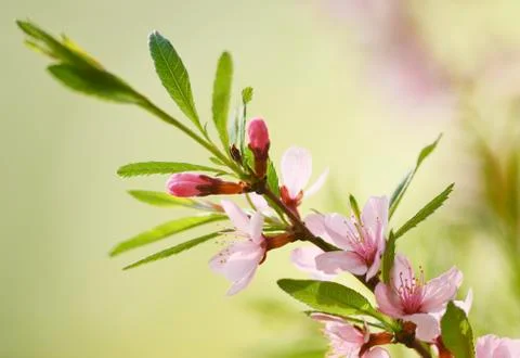 Flowers of cherry Stock Photos