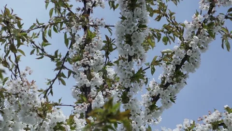 Flowers Of Cherry Spring Blossoms Stockbeeldmateriaal 153721017