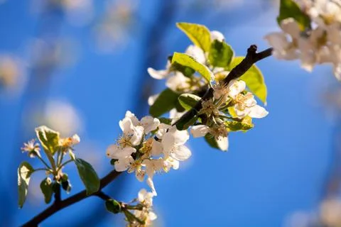 Flowers of the cherry tree, backgrounds Stockfoto's