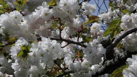 Flowers Cherry Tree Blossoms Spring Day White Flowers Blooming Beautiful Garden Stock Footage 35283626