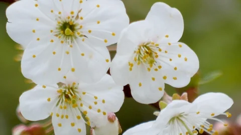 Flowers on a cherry tree. Closeup Stock Footage 107830185