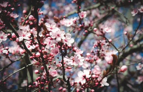 Flowers of a cherry tree during the spring season 스톡 사진