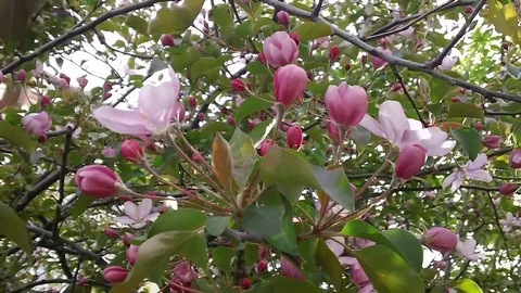 Flowers of a cherry tree Stock Footage 90757041