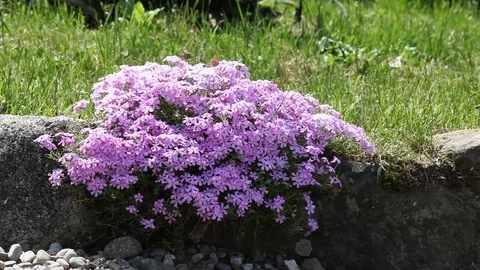 Flowers of a cherry tree Stock Footage 100845887