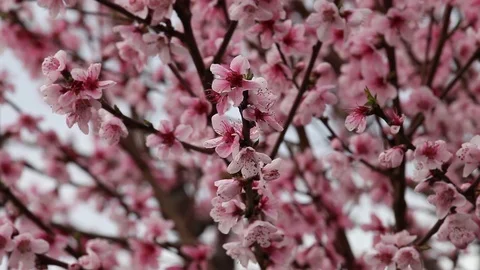Flowers of a cherry tree Stock Footage 100849687