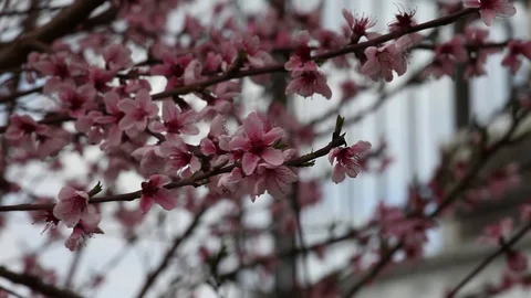 Flowers of a cherry tree Stock Footage 100849691