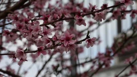 Flowers of a cherry tree Stock Footage 100849693