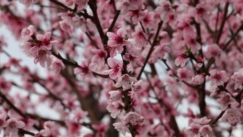 Flowers of a cherry tree Stock Footage 100849694