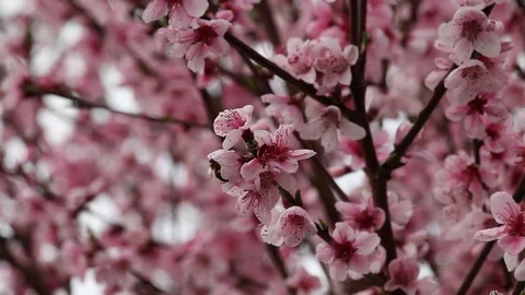 Flowers of a cherry tree Stock Footage 100850707