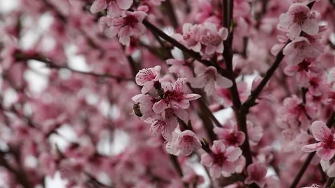 Flowers of a cherry tree Stock Footage 100850720