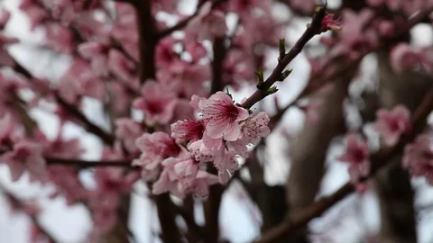 Flowers of a cherry tree Stock Footage 100850771