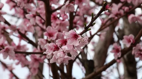 Flowers of a cherry tree Stock Footage 100850780