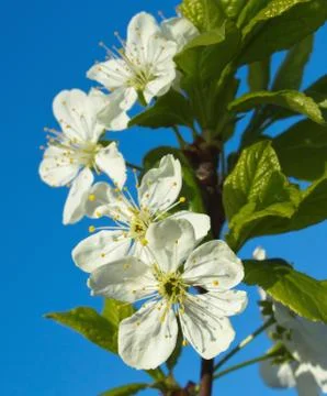 Flowers cherry tree Stock Photos