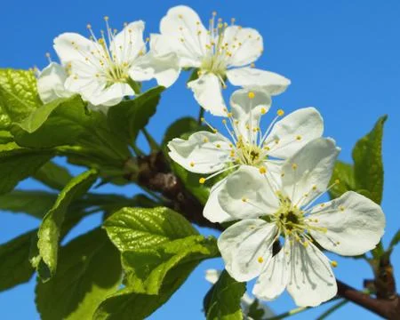 Flowers cherry tree Stock Photos