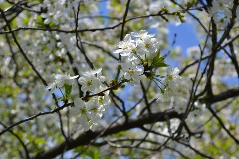 Flowers of a cherry tree Stock Photos
